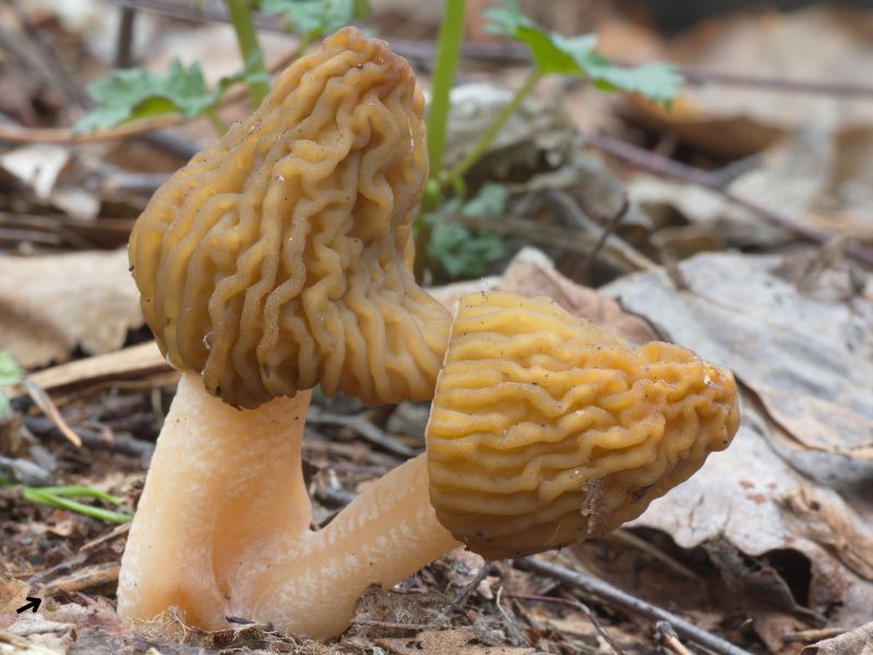 Las Enigmáticas Colmenillas: Un Viaje Gastronómico y Micológico en GastroÑam